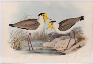 JOHN GOULD (1804-1881), Lobivanellus Personatus (Masked Pewitt), hand-coloured lithograph, with descriptive page verso, sheet size approximately 37 x 54cm