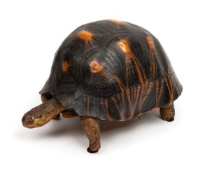 An antique taxidermied tortoise. Note: Missing one glass eye. 23cm high, 38cm long