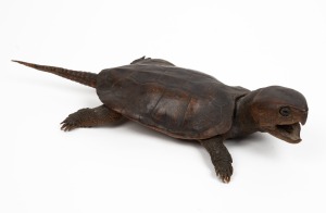 An antique taxidermied turtle, 19th/20th century, ​​​​​​​42cm long.