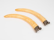 A pair of antique elephant ivory tusk ornaments with silver plated mounts, circa 1900, most likely part of a desk set or dinner gong, 38cm high each overall