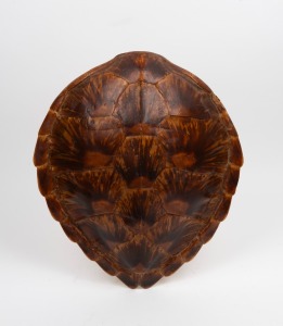 A sea turtle shell, early to mid 20th century, 45cm long