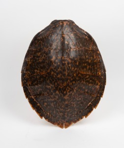 A sea turtle shell, early to mid 20th century, 48cm long
