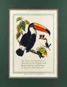 GUINNESS TOUCAN:&nbsp;Framed advertisement from the Illustrated London News, May 17th, 1952, 58 x 48cm overall