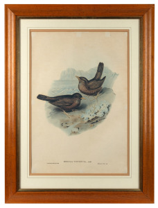 (after) JOHN GOULD, Merula&nbsp;Vinitincta, facsimile posthumous print, 20th century, attractively framed, 74 x 56cm overall