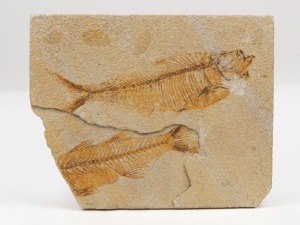 Fossilised fish specimen from Green Lake, Colorado, 15.5 x 19.5cm