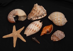 SEASHELLS including a nautilus and starfish, (8 items), the starfish 15cm wide