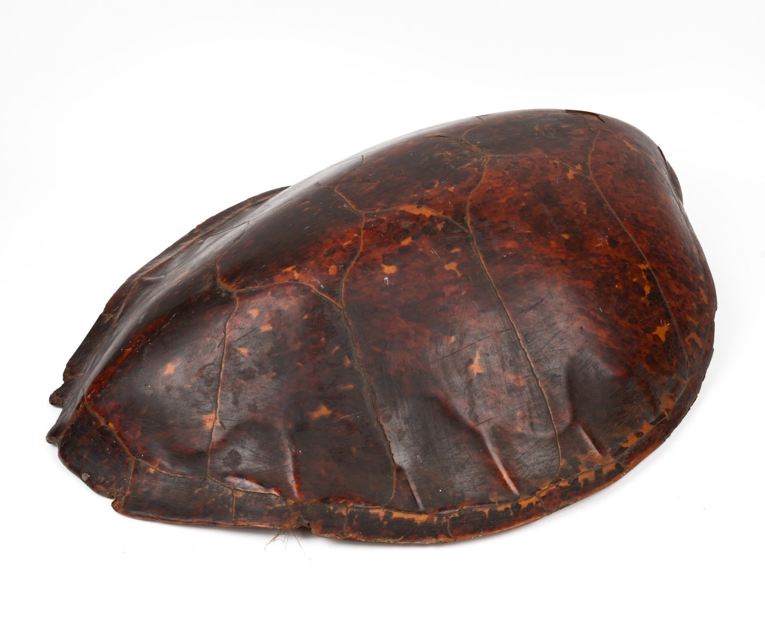 An antique sea turtle shell, 19th century, 75cm long