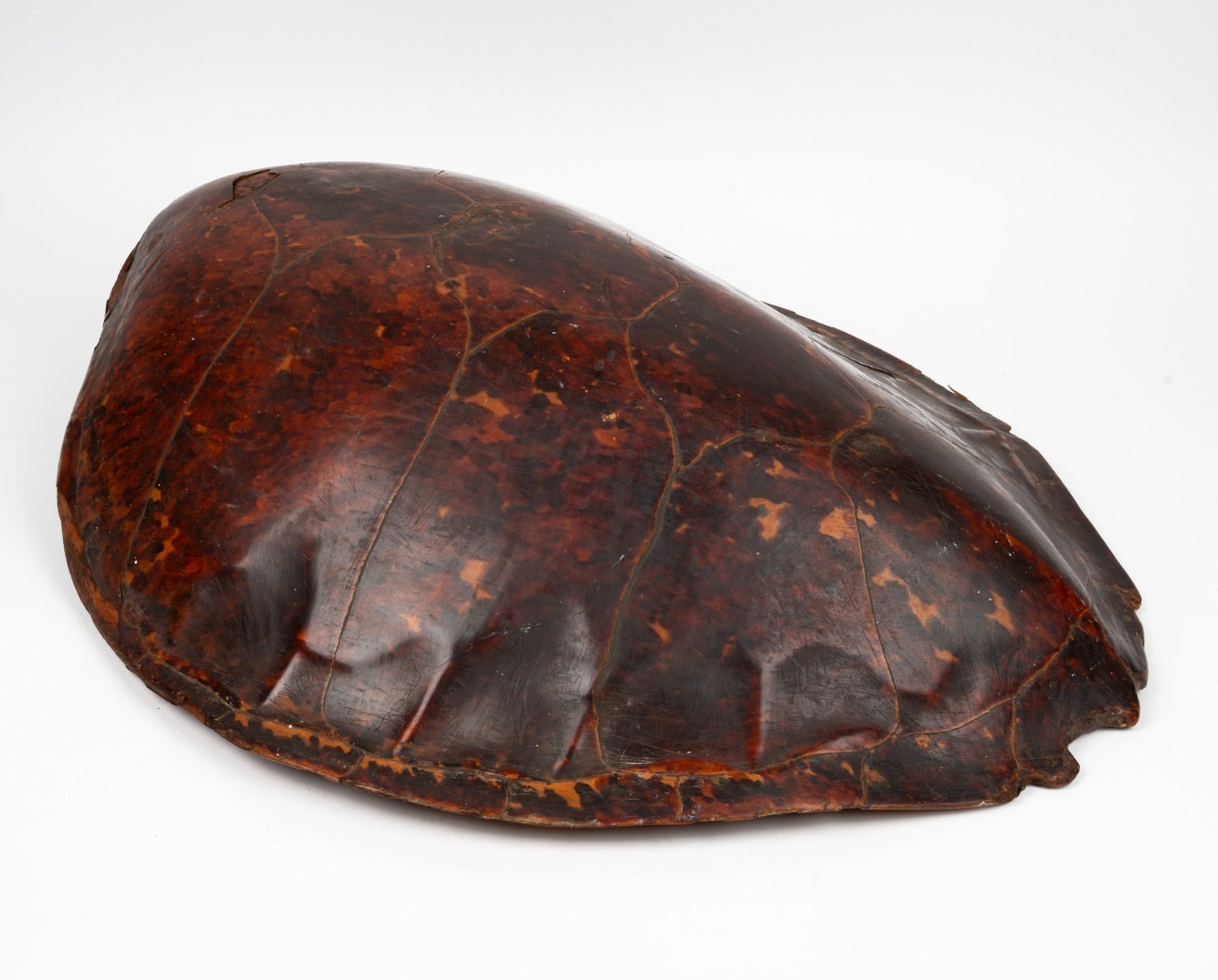 An antique sea turtle shell, 19th century, 75cm long