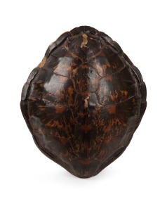 An antique turtle shell, 19th/20th century, 58cm long