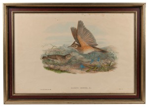 JOHN GOULD (1804-1881), four antique hand-coloured ornithological engravings, (three examples framed), the largest 50 x 87cm overall