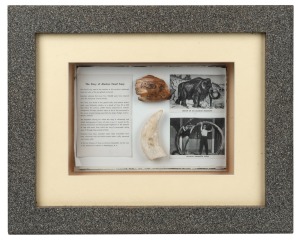Alaskan display comprising of a scrimshaw decorated mammoth ivory shard, and a bear tooth, framed 35 x 42cm overall.