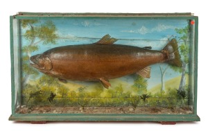 An antique taxidermied trout display in timber case, A/F, 19th century, 45cm high, 83cm wide, 18cm deep