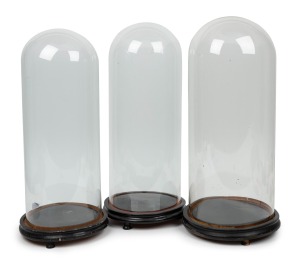 Three assorted antique French glass cylindrical domes on ebonized timber bases, 19th century, the largest 54cm high.