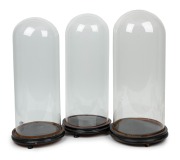 Three assorted antique French glass cylindrical domes on ebonized timber bases, 19th century, ​​​​​​​the largest 54cm high.
