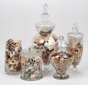 SEASHELLS: A handsome selection housed in five glass jars, the largest 55cm high
