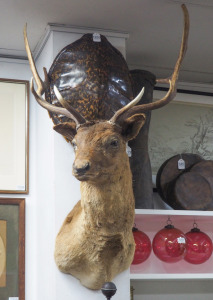 A taxidermied&nbsp;shoulder mount deer, ​​​​​​​110cm high, 60cm across the rack.