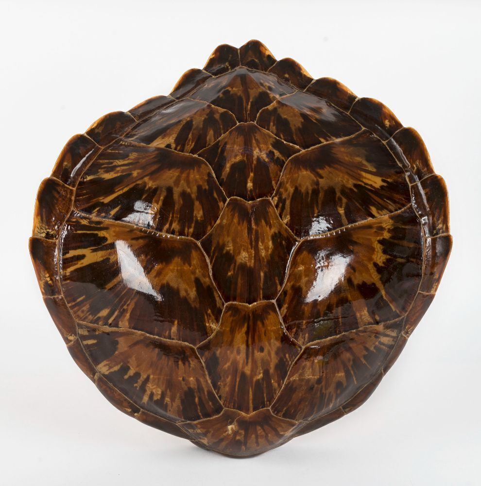 A vintage sea turtle shell, 43cm long