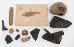 FOSSILS including a fine fish example, shells, ferns and an unusual red agate tooth example, (qty).