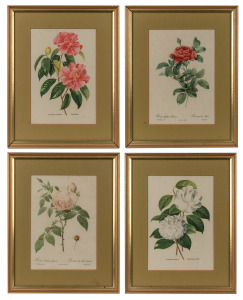 Four framed botanical prints of roses and camellias, 20th century, ​​​​​​​30 x 24cm each overall.