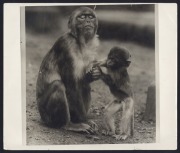 ZOOS: Five 1930s press agency photographs of animals in captivity, including koalas, monkeys, and giraffes. (5 items, the largest 32 x 26.5cm)