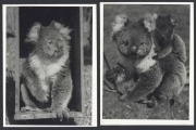 ZOOS: Five 1930s press agency photographs of animals in captivity, including koalas, monkeys, and giraffes. (5 items, the largest 32 x 26.5cm) - 2