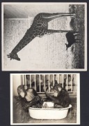 ZOOS: Five 1930s press agency photographs of animals in captivity, including koalas, monkeys, and giraffes. (5 items, the largest 32 x 26.5cm) - 3