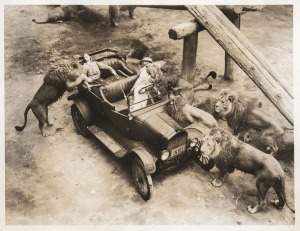 HOLLYWOOD: 1934 23 x 18cm Associated Press photograph of a lion 'attack' at Gay's Lion Farm, known for raising the early Metro-Goldwyn-Mayer lions and supplying animal actors to early film industry productions more broadly, together with one other photo of the lions. (2 items)