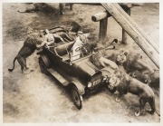 HOLLYWOOD: 1934 23 x 18cm Associated Press photograph of a lion 'attack' at Gay's Lion Farm, known for raising the early Metro-Goldwyn-Mayer lions and supplying animal actors to early film industry productions more broadly, together with one other photo o