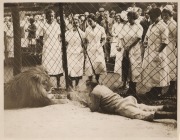 HOLLYWOOD: 1934 23 x 18cm Associated Press photograph of a lion 'attack' at Gay's Lion Farm, known for raising the early Metro-Goldwyn-Mayer lions and supplying animal actors to early film industry productions more broadly, together with one other photo o - 2