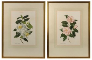 A pair of botanical colour prints of camellias, attractively framed and mounted, 69 x 53cm each overall