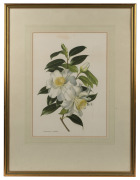 A pair of botanical colour prints of camellias, attractively framed and mounted, 69 x 53cm each overall - 2