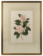 A pair of botanical colour prints of camellias, attractively framed and mounted, 69 x 53cm each overall - 3