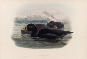 JOHN GOULD (1804-1881), eight assorted waterbirds, hand-coloured lithographs, one example with descriptive page verso, sheet size approximately 36 x 54cm