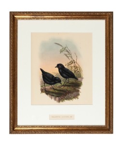 JOHN GOULD (1804-1881), Melampitta Lugubris (Black Ground-Thrush), hand-coloured lithograph, descriptive page verso, 40 x 34cm, 66 x 57cm overall