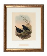 JOHN GOULD (1804-1881), Melampitta Lugubris (Black Ground-Thrush), hand-coloured lithograph, descriptive page verso, 40 x 34cm, 66 x 57cm overall