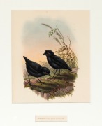 JOHN GOULD (1804-1881), Melampitta Lugubris (Black Ground-Thrush), hand-coloured lithograph, descriptive page verso, 40 x 34cm, 66 x 57cm overall - 2