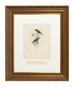 JOHN GOULD (1804-1881), Amandina Ruficauda (Red Tail Finch), hand-coloured lithograph, descriptive page verso, 38 x 27cm, 73 x 62cm overall
