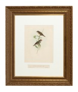 JOHN GOULD (1804-1881), Amandina Ruficauda (Red Tail Finch), hand-coloured lithograph, descriptive page verso, 38 x 27cm, 73 x 62cm overall