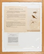 JOHN GOULD (1804-1881), Amandina Ruficauda (Red Tail Finch), hand-coloured lithograph, descriptive page verso, 38 x 27cm, 73 x 62cm overall - 2