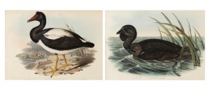 JOHN GOULD (1804-1881) I.) Biziura Lobata (Musk Duck), (with explanatory page verso), II.) Anseranas Melanoleuca, hand-coloured lithographs, 36 x 51cm each, 62 x 77cm each overall