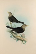 JOHN GOULD (1804-1881), Merula Poliocephala, hand-coloured engraving, descriptive page verso, 53 x 34cm, 75 x 59cm overall. PROVENANCE: The Professor Stephen Bartos Collection, Canberra. - 2