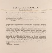 JOHN GOULD (1804-1881), Merula Poliocephala, hand-coloured engraving, descriptive page verso, 53 x 34cm, 75 x 59cm overall. PROVENANCE: The Professor Stephen Bartos Collection, Canberra. - 3