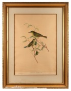 JOHN GOULD (1804-1881), Ptilotis Notata, hand-coloured engraving, 51 x 36cm, 73 x 54cm overall