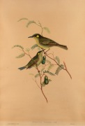 JOHN GOULD (1804-1881), Ptilotis Notata, hand-coloured engraving, 51 x 36cm, 73 x 54cm overall - 2