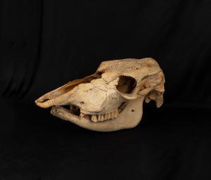 An unusual hand-painted animal skull, unknown age and origin, 44cm long