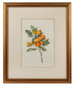 H. SUTHERLAND, (botanical study of oranges), watercolour, signed lower centre "H. Sutherland, '97", 26 x 18cm, 44 x 37cm overall.