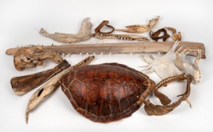 NATURAL HISTORY & ETHNOGRAPHIC assorted group including a carved scapula bone, crocodile jaw, shark jaws, sawfish rostrum, small sea turtle shell etc., (qty). Mixed condition, generally fair only.