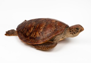 A taxidermied sea turtle, 19th/20th century, 65cm long.