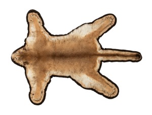 A vintage puma (mountain lion) skin rug with taxidermied head, ​​​​​​​200 x 142cm.