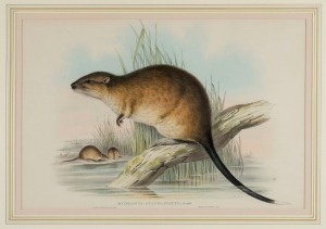 JOHN GOULD (1804-1881), Fulvous Beaver-Rat (Hydromys Fulvolavatus), hand-coloured engraving, with descriptive page verso, 34 x 51cm, 63 x 78cm overall